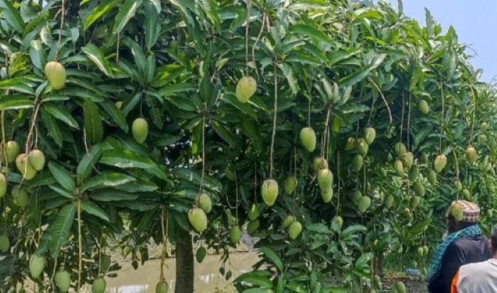 সুন্দরবনের উপকূলে বারোমাসি কাটিমন আমের বিপ্লব, কৃষক মুকুলের সফলতায় বদলে যাচ্ছে কৃষির চিত্র